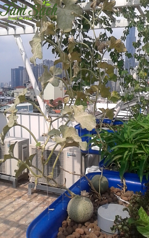 Làm giàn trồng rau sạch tại nhà