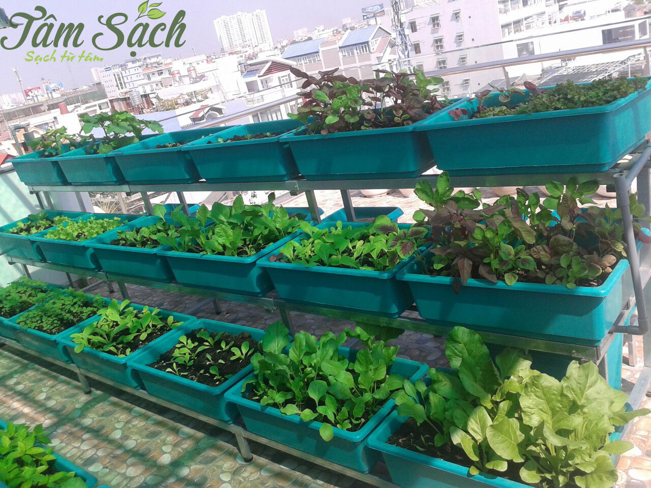 Làm giàn trồng rau sạch tại nhà