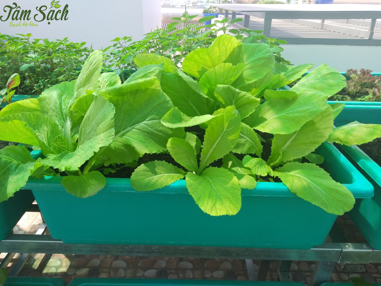Làm giàn trồng rau sạch tại nhà