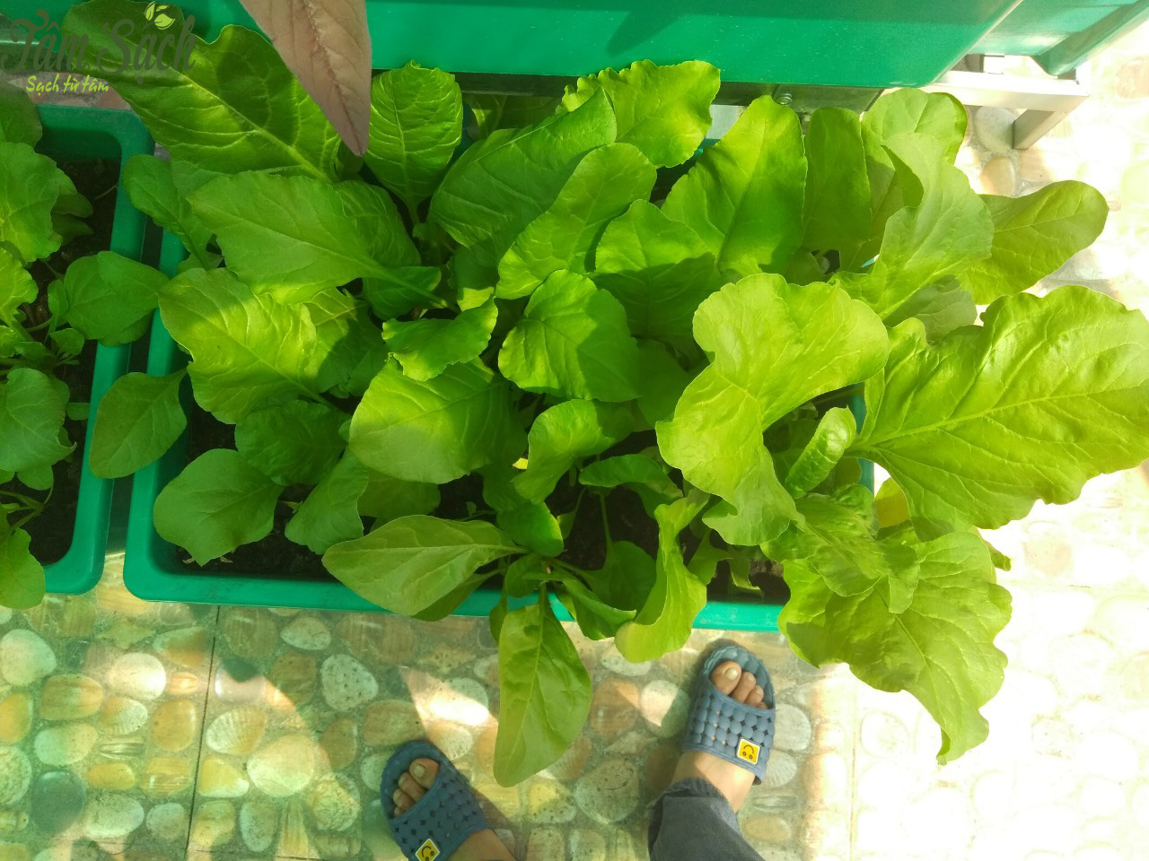 Làm giàn trồng rau sạch tại nhà