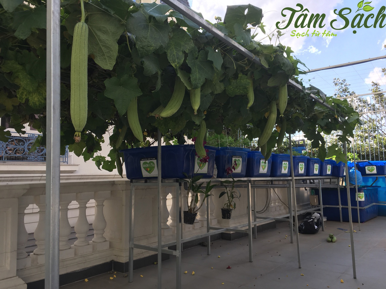 Lắp đặt hệ thống aquaponics