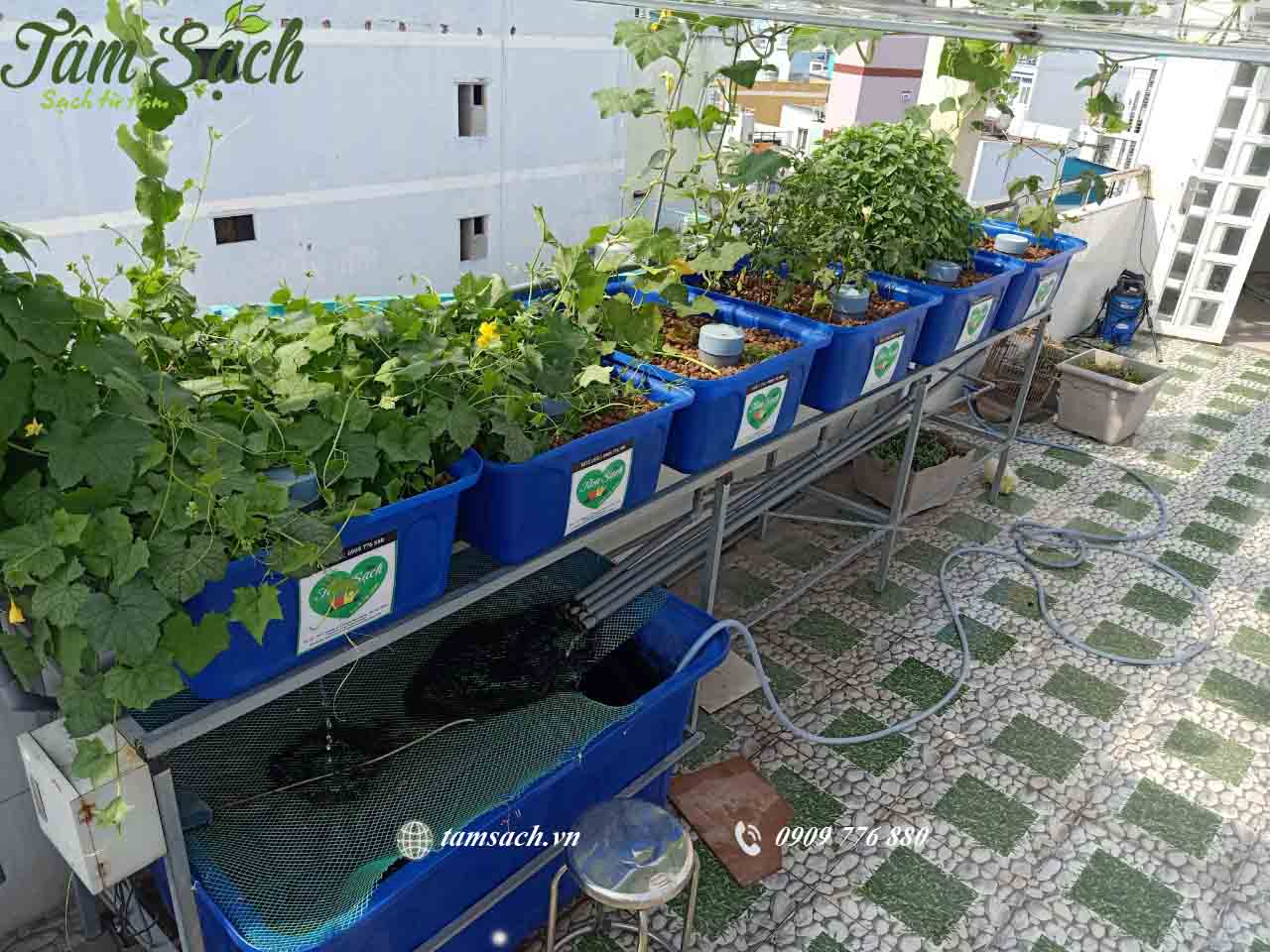 Mô hình aquaponics là gì