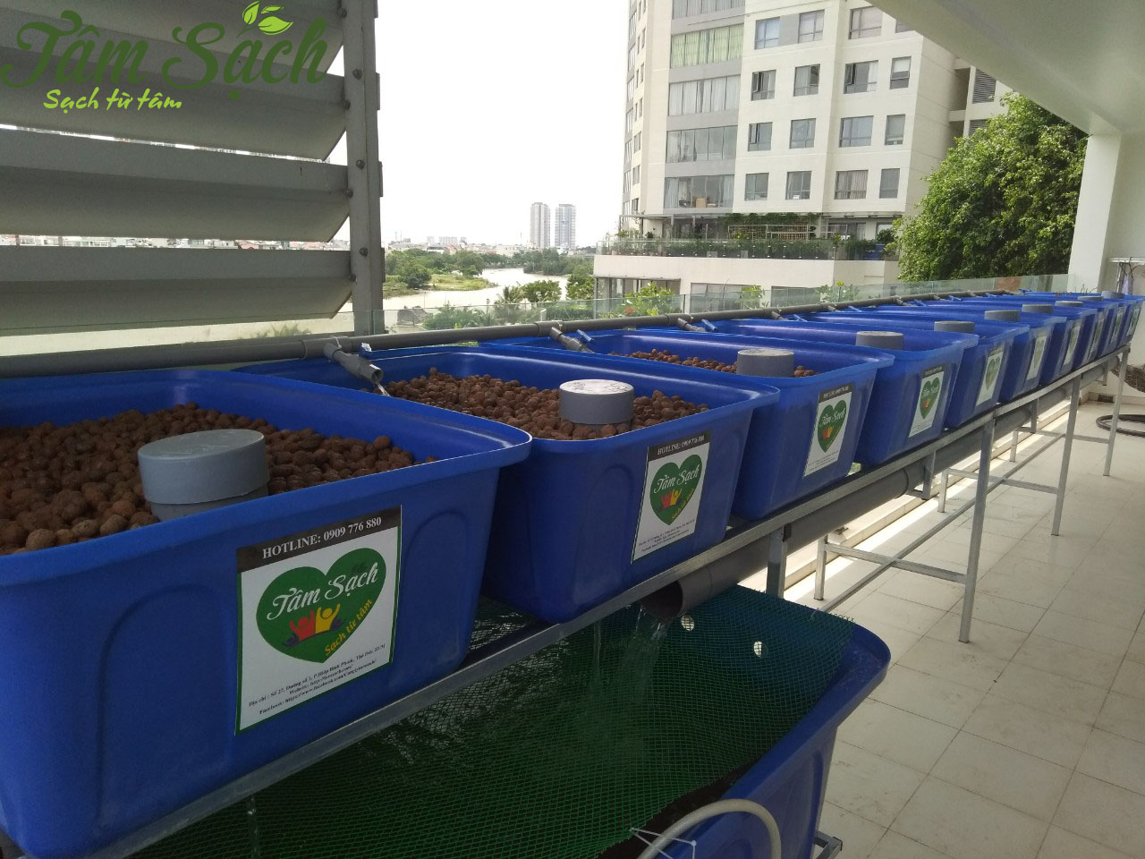 Mô hình trồng rau aquaponics