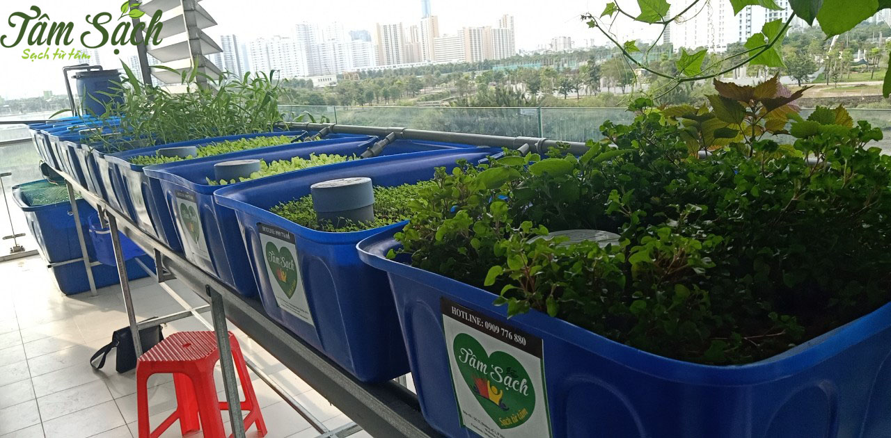 Mô hình trồng rau aquaponics