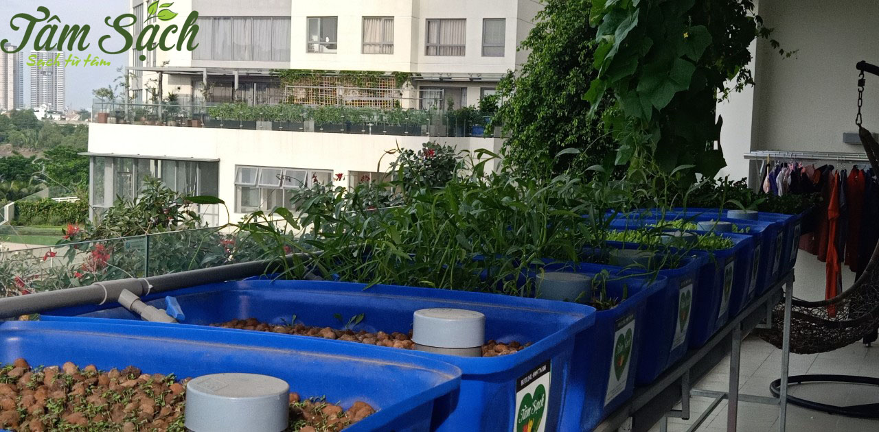 Mô hình trồng rau aquaponics