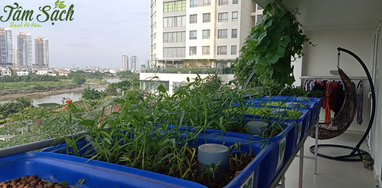 Mô hình trồng rau aquaponics
