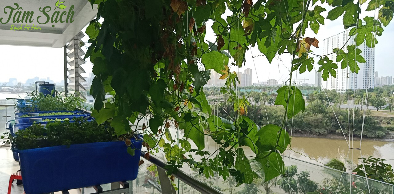 Mô hình trồng rau aquaponics