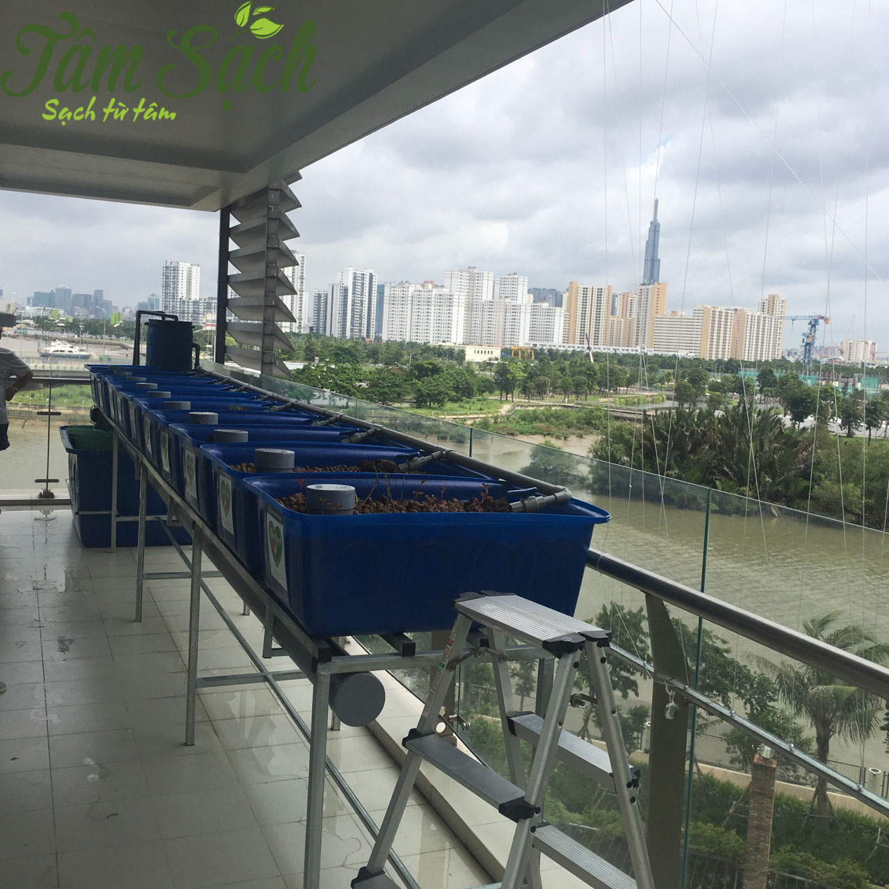 Mô hình trồng rau aquaponics