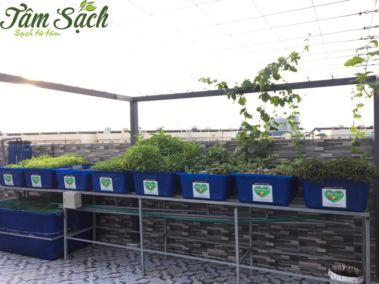 Mô hình trồng rau sạch Aquaponics