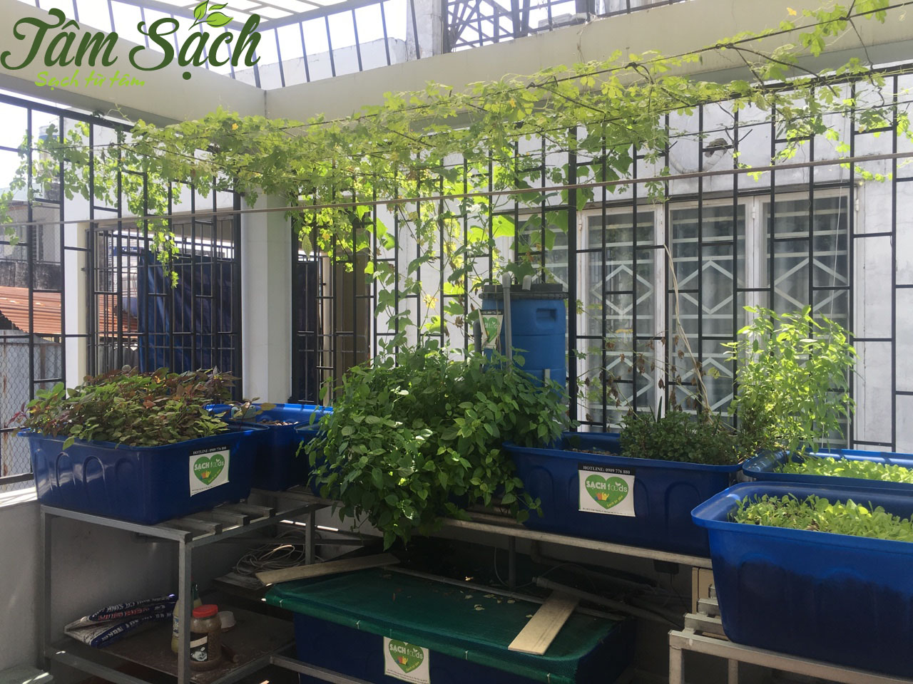 Mô hình trồng rau sạch aquaponics