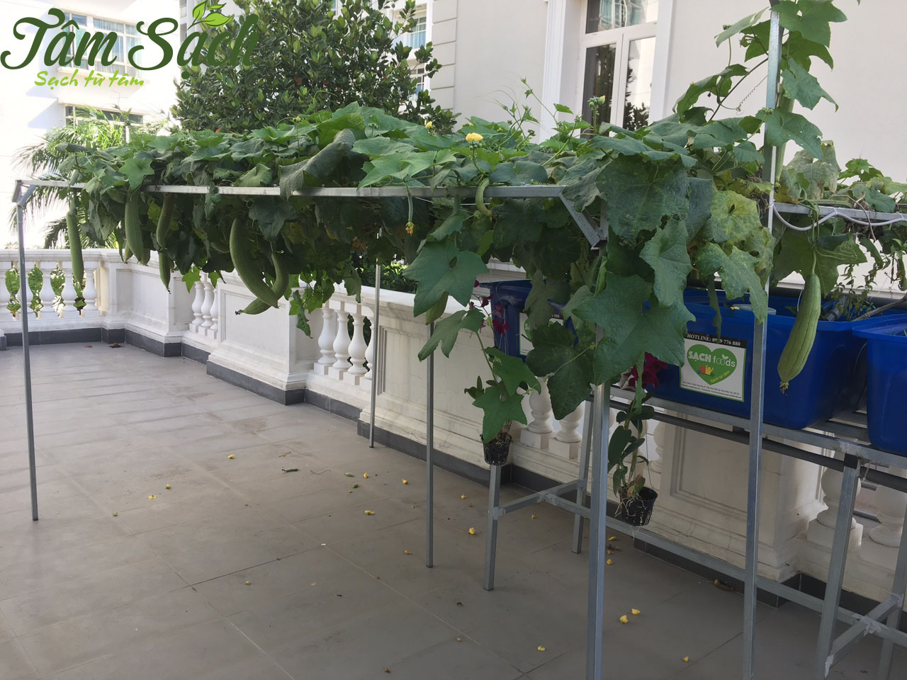 Mô hình trồng rau sạch aquaponics
