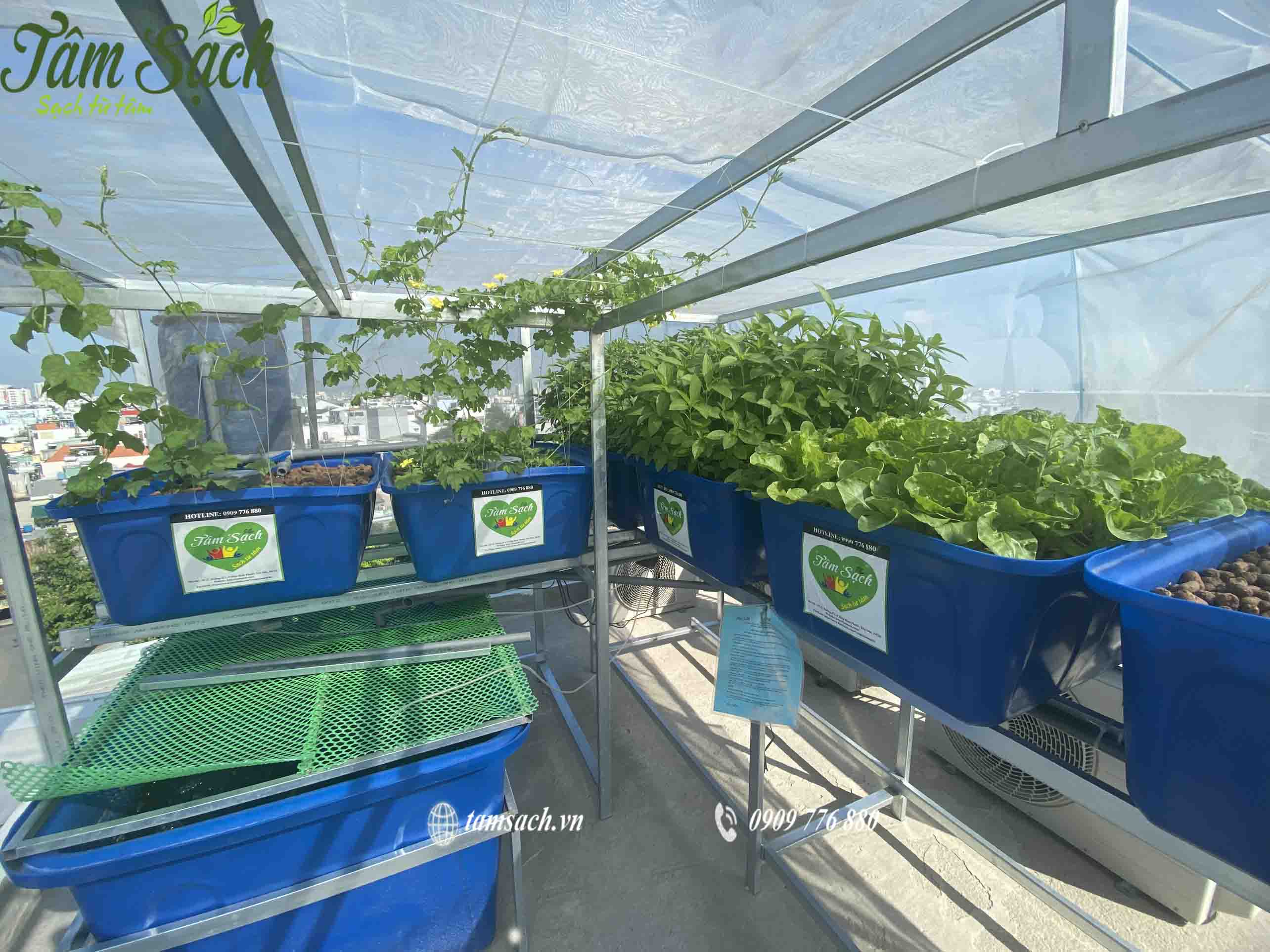 Mô hình trồng rau sạch Aquaponics