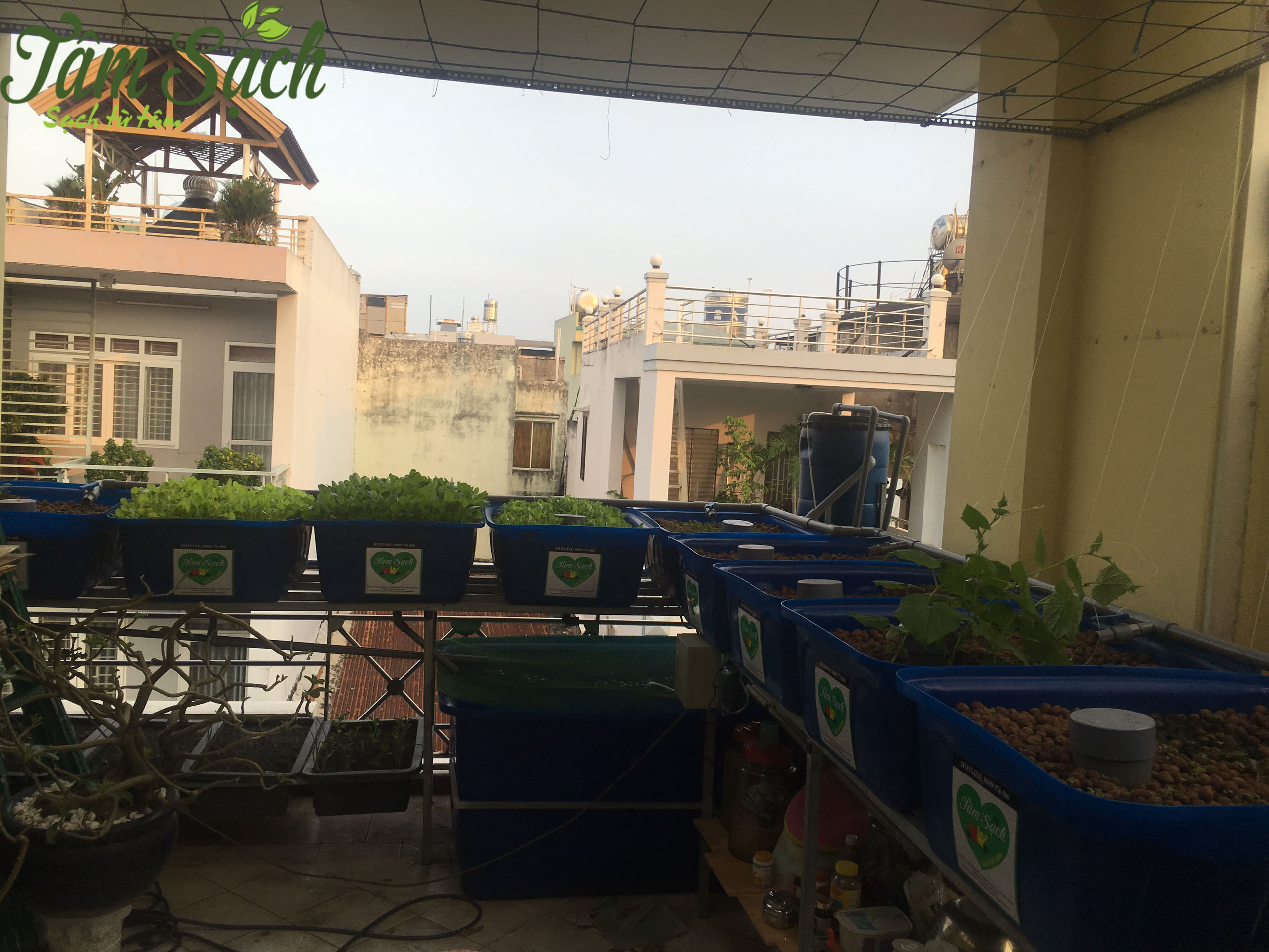 Mô hình trồng rau sạch Aquaponics