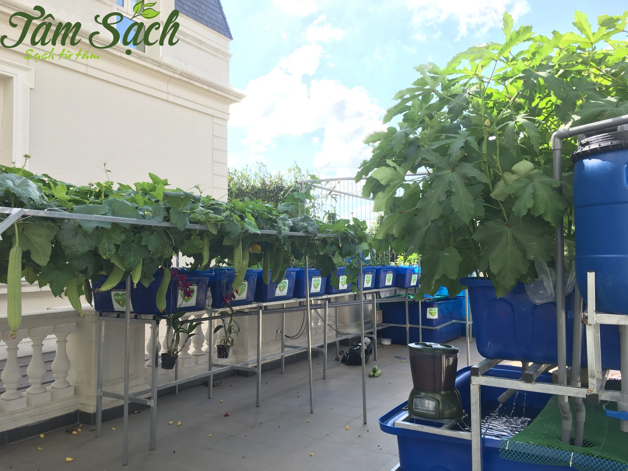 Mô hình trồng rau sạch Aquaponics