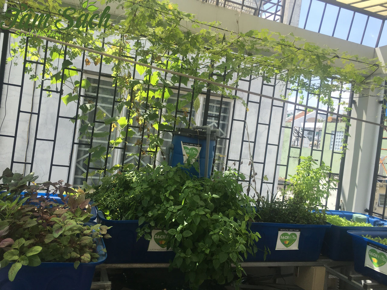 Mô hình trồng rau sạch Aquaponics