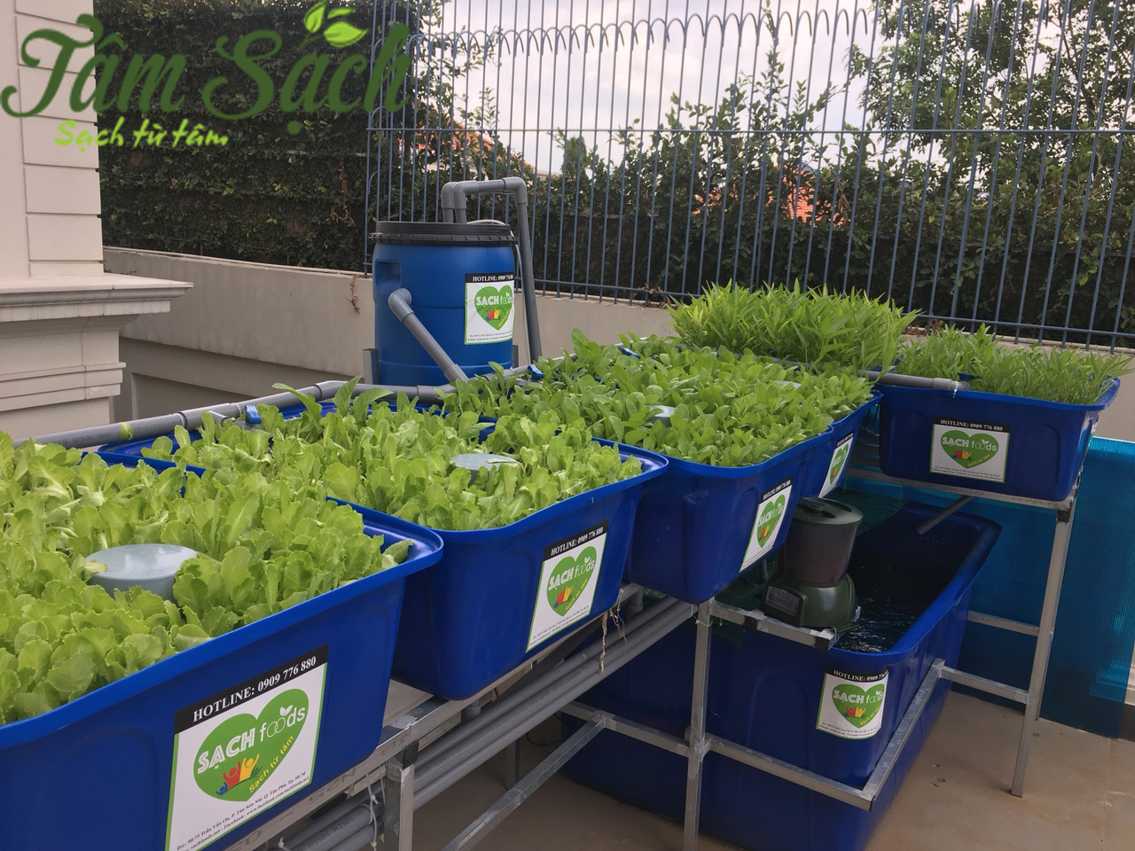 lắp đặt hệ thống aquaponics