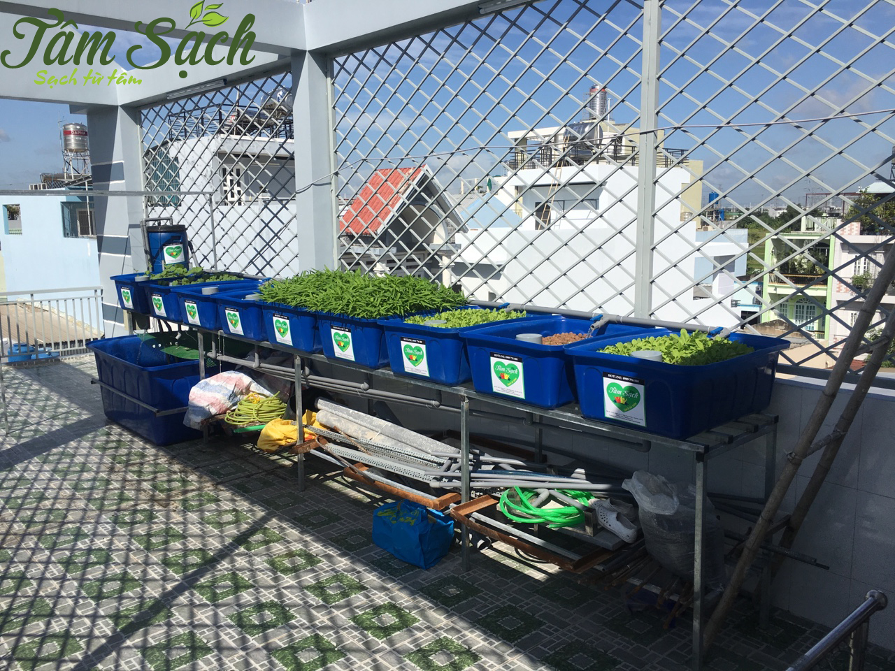 Mô hình trồng rau sạch tại gia đình