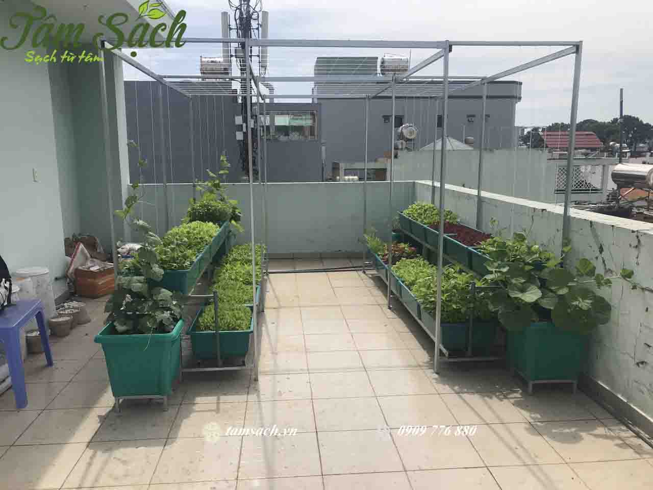 Mô hình trồng rau sạch tại nhà