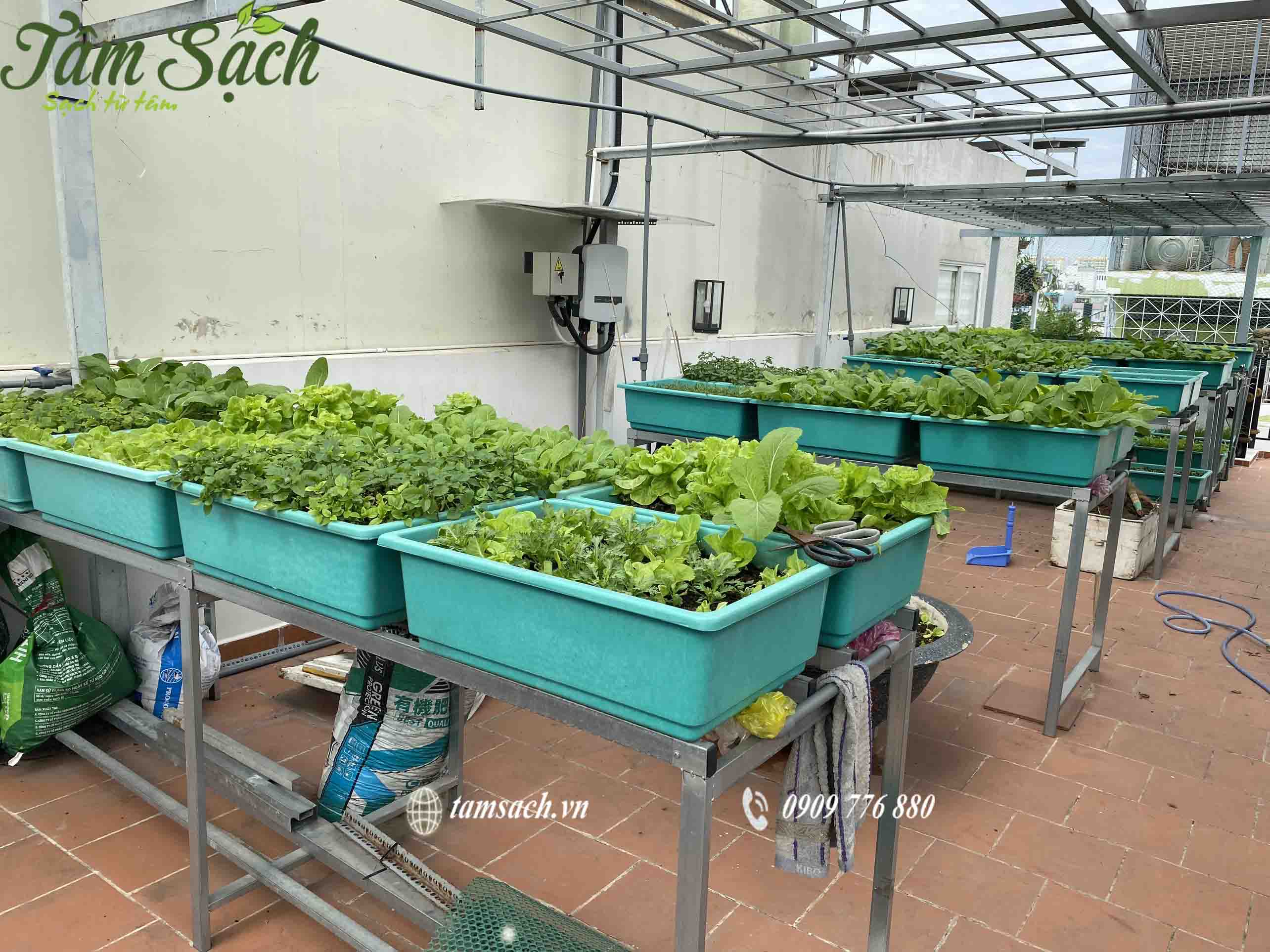 Mô hình trồng rau sạch tại nhà