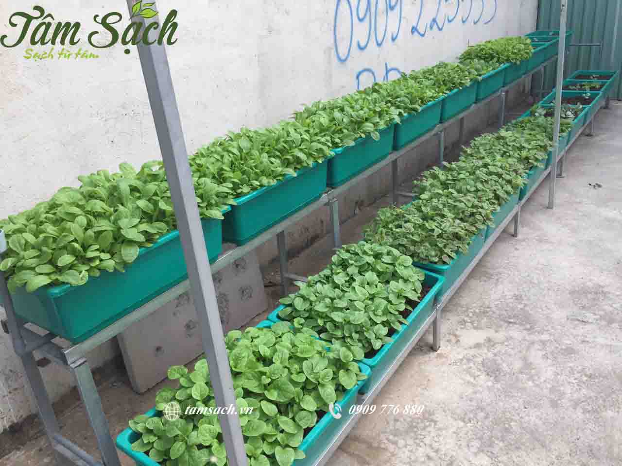Mô hình trồng rau sạch tại nhà