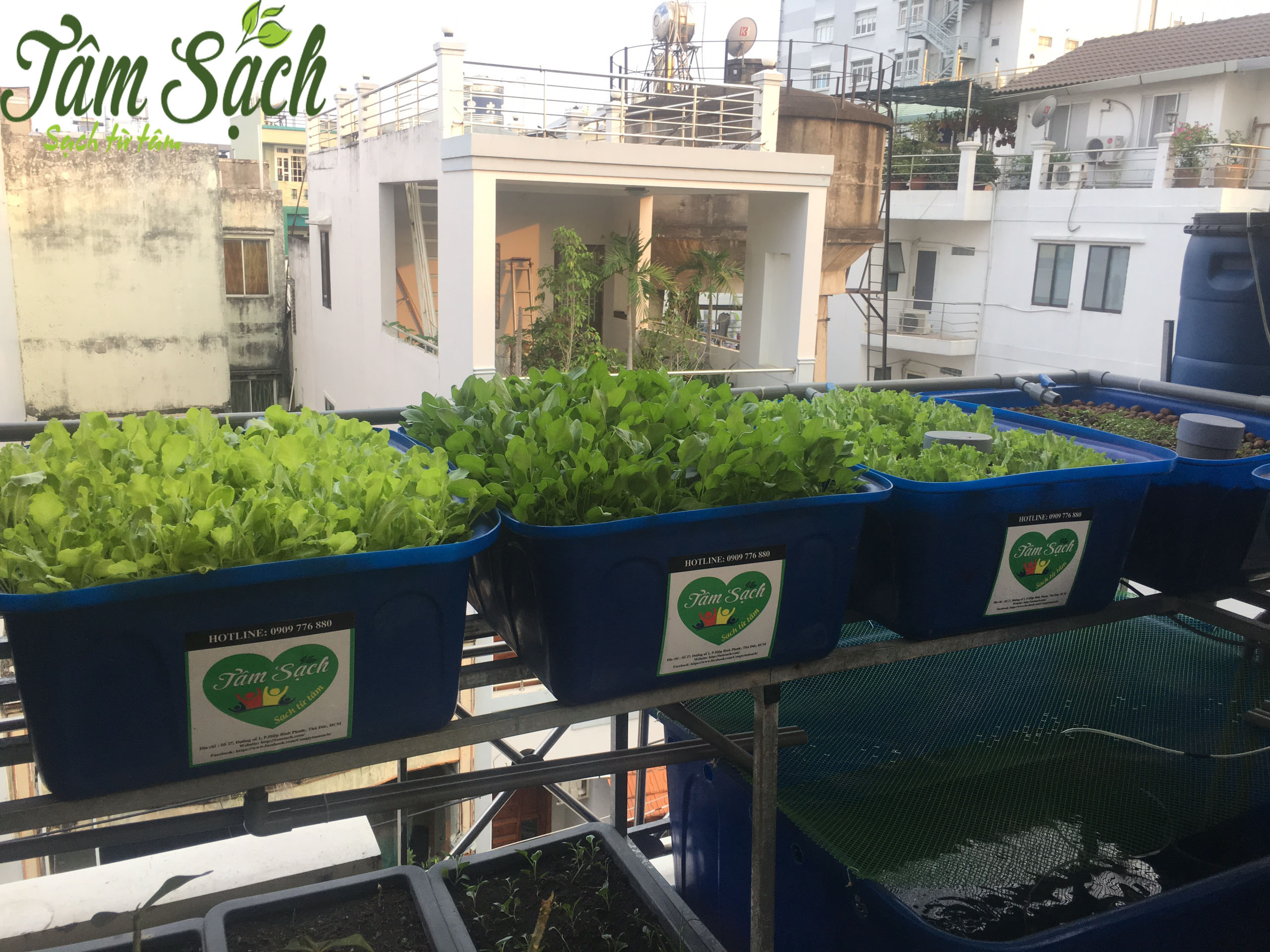 Mô hình trồng rau sạch trên sân thượng