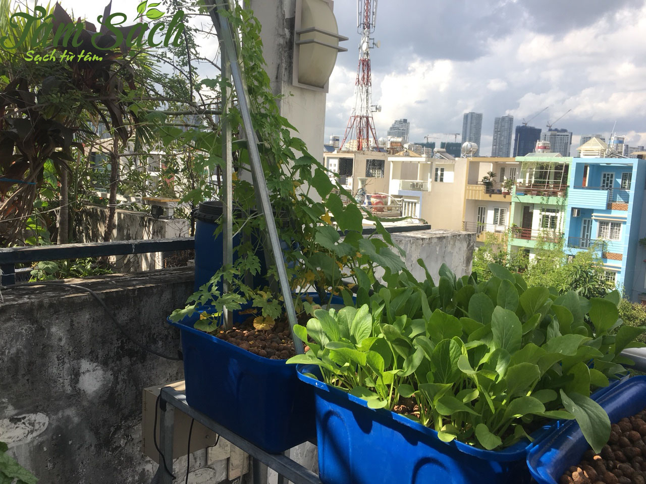 Mô hình trồng rau sạch trên sân thượng