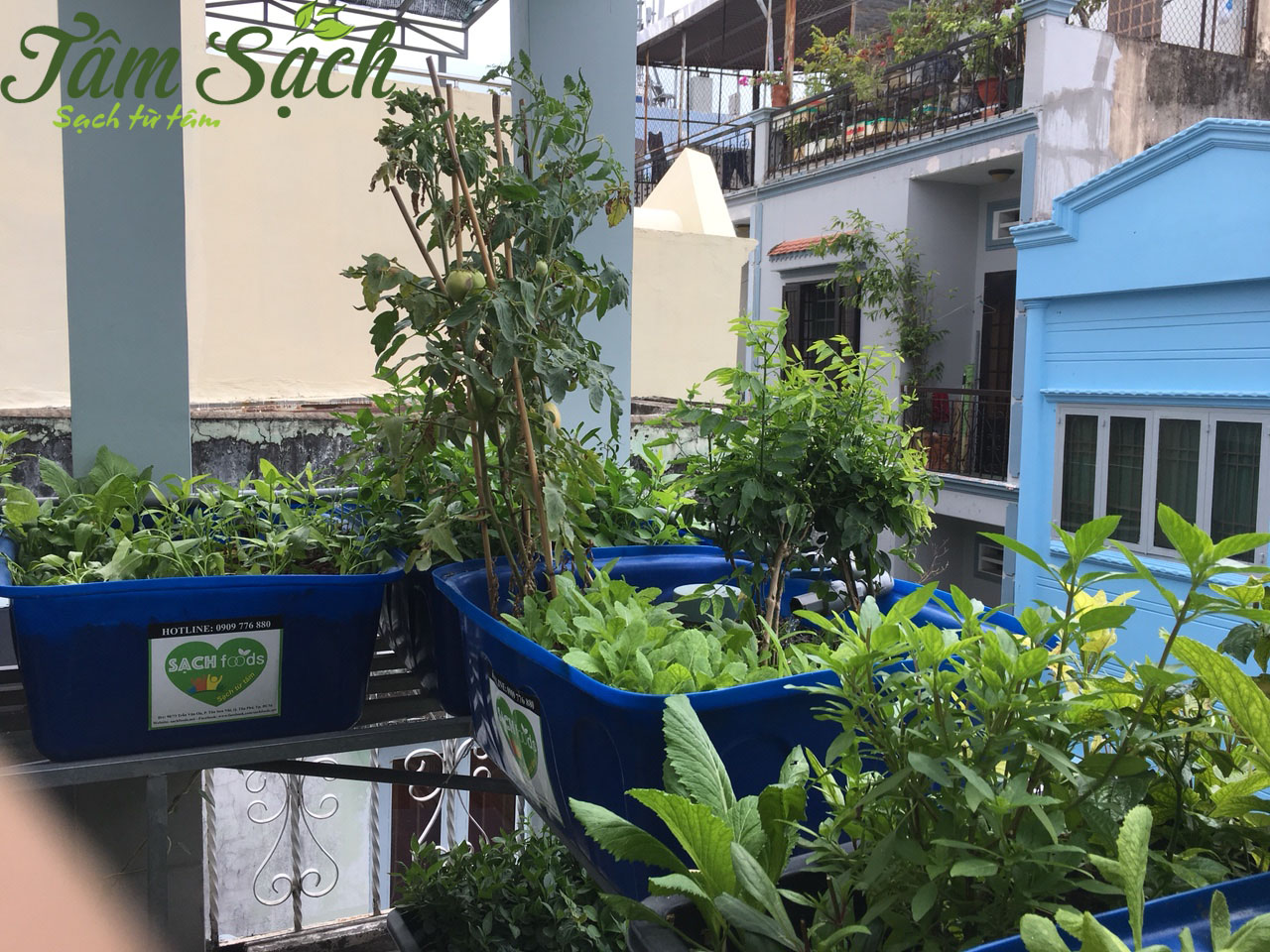 Mô hình trồng rau sạch trên sân thượng