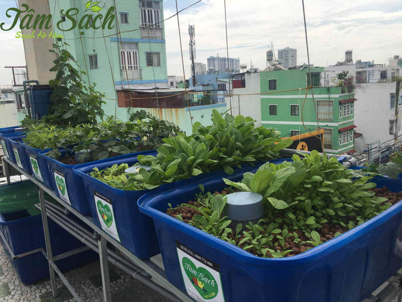 Mô hình trồng rau sân thượng