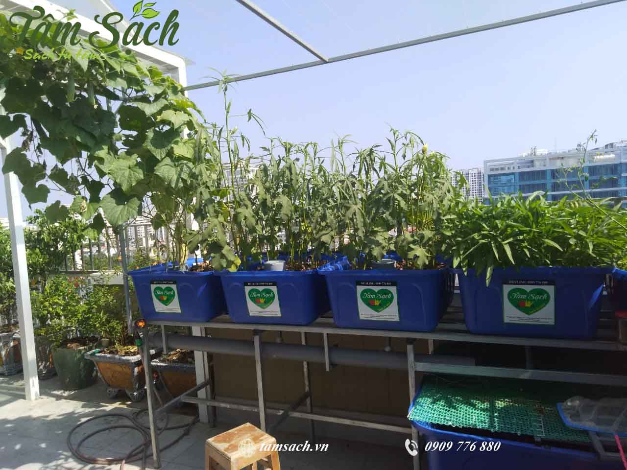 Mô hình trồng rau thuy canh Aquaponics