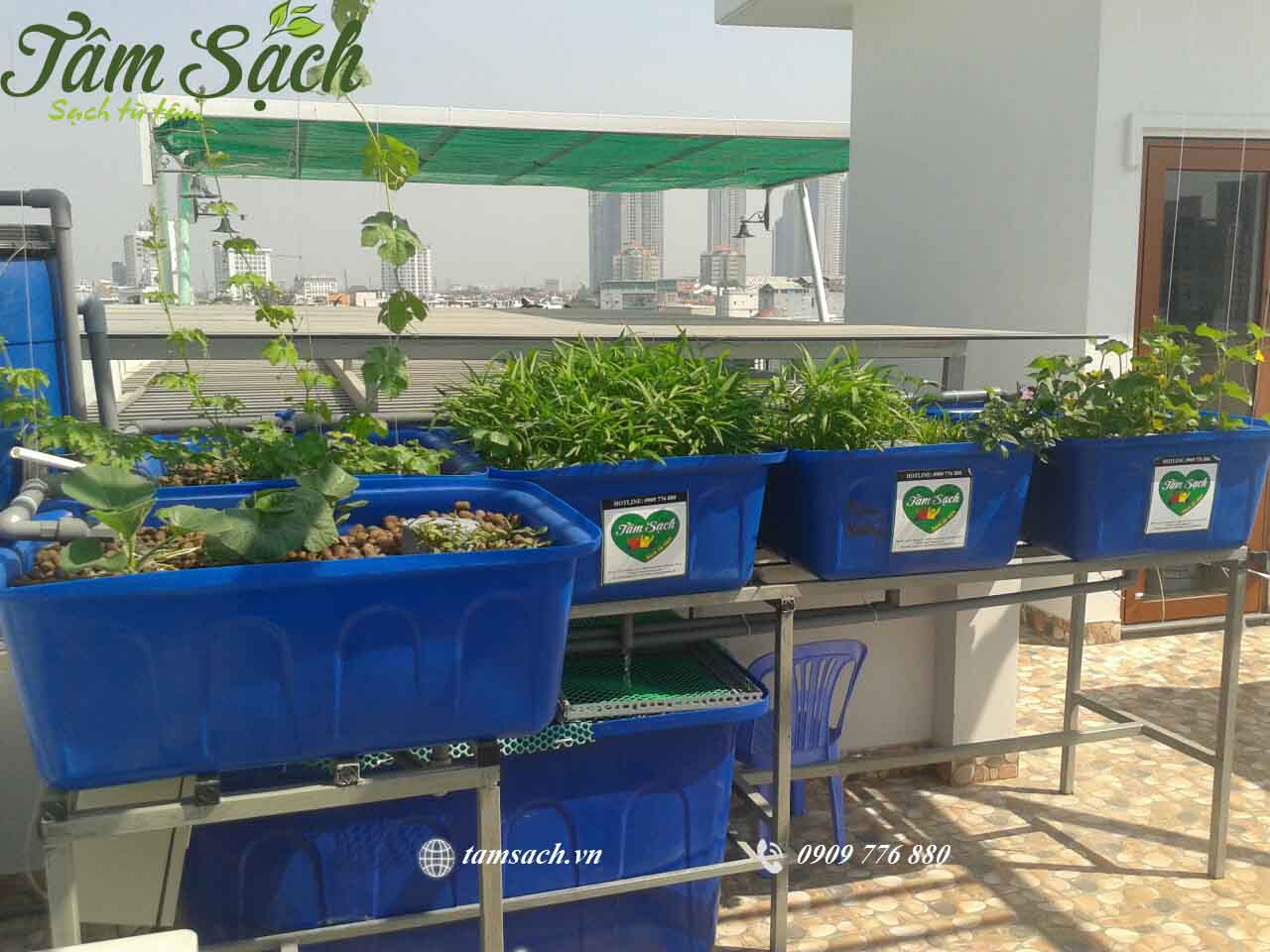 mô hình trồng rau thủy canh aquaponics 
