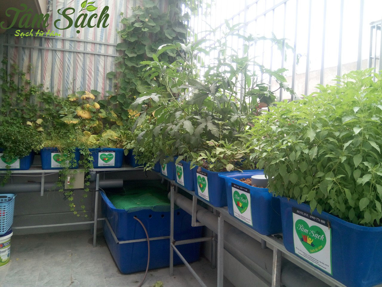 Mô hình trồng rau trên sân thượng