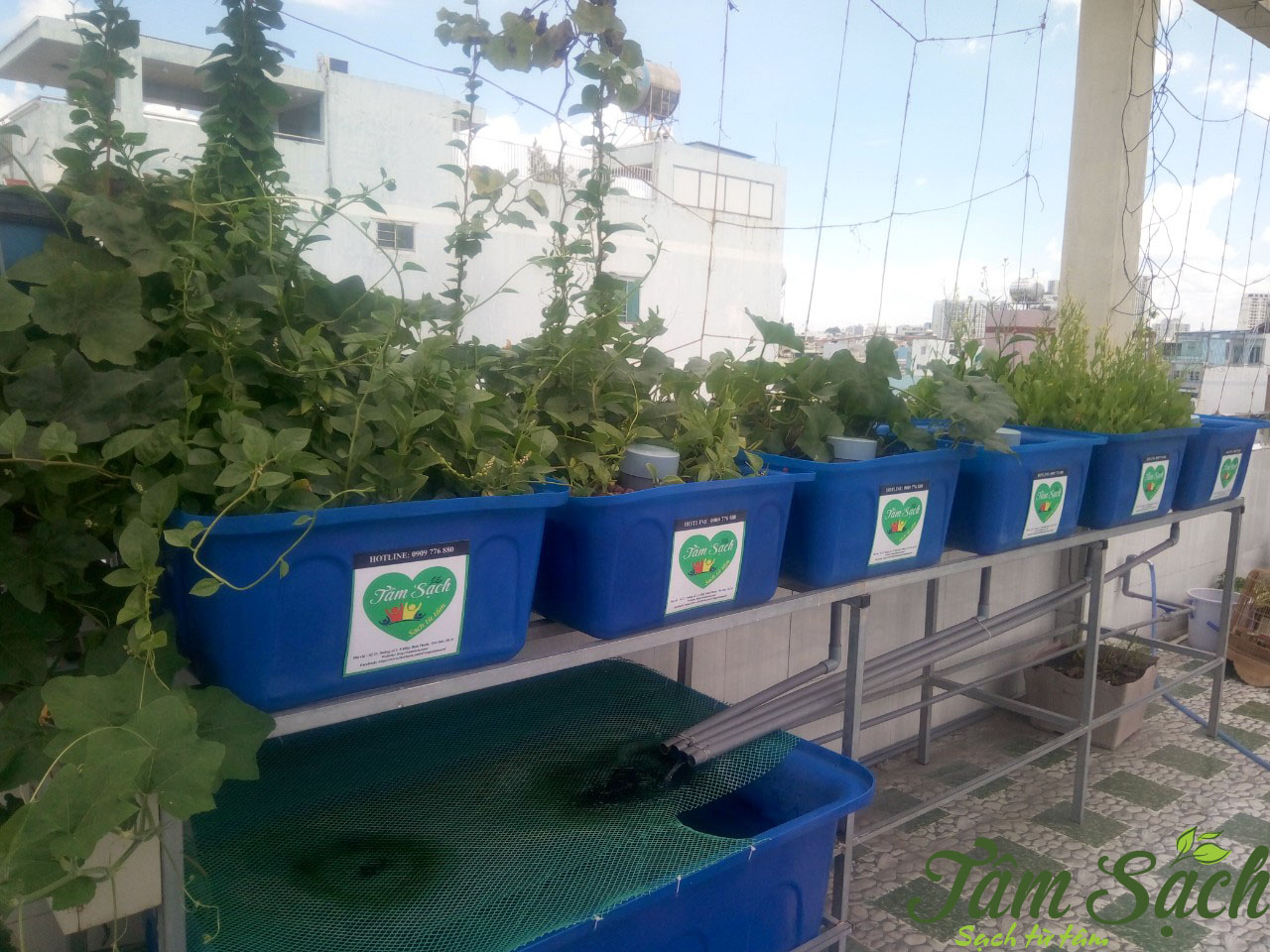 Nuôi cá kết hợp trồng rau