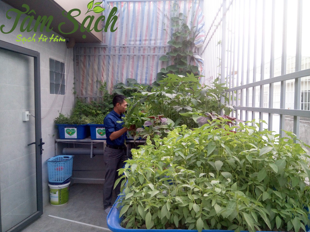 Thiết kế giàn trồng rau sạch