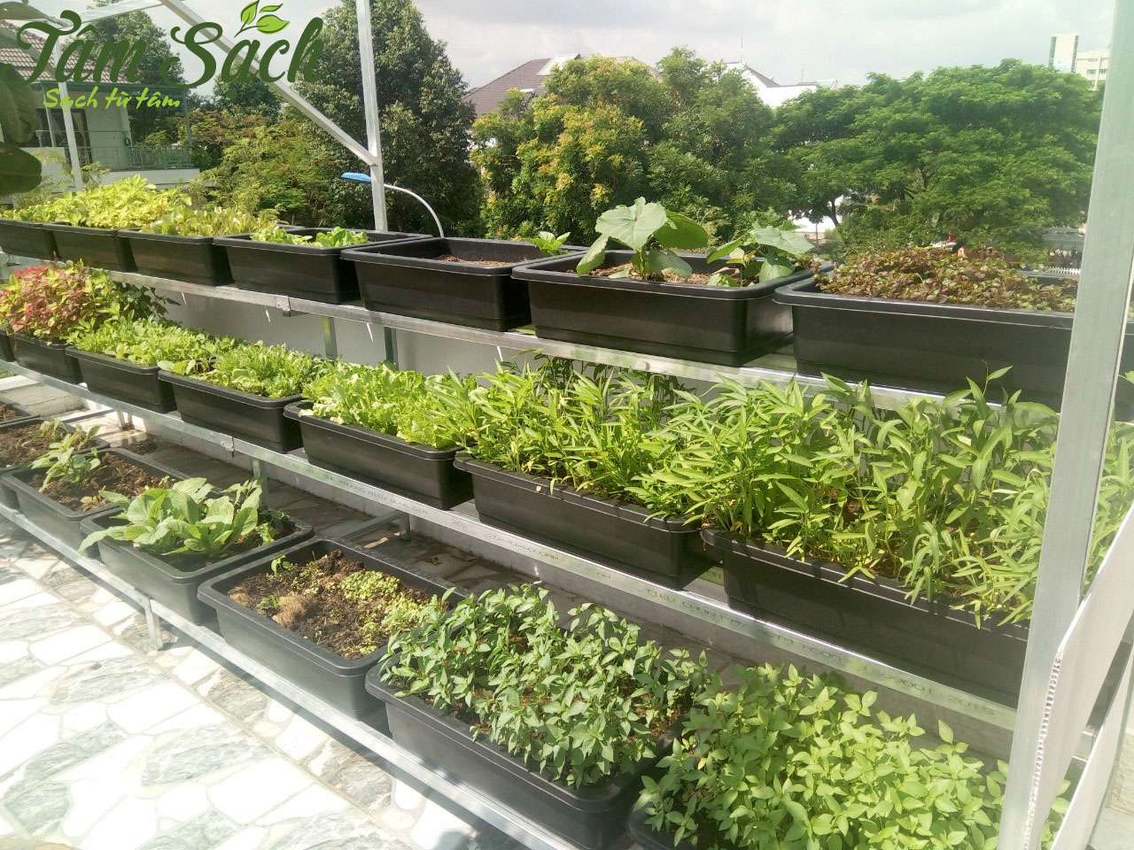 Thiết kế giàn trồng rau sạch