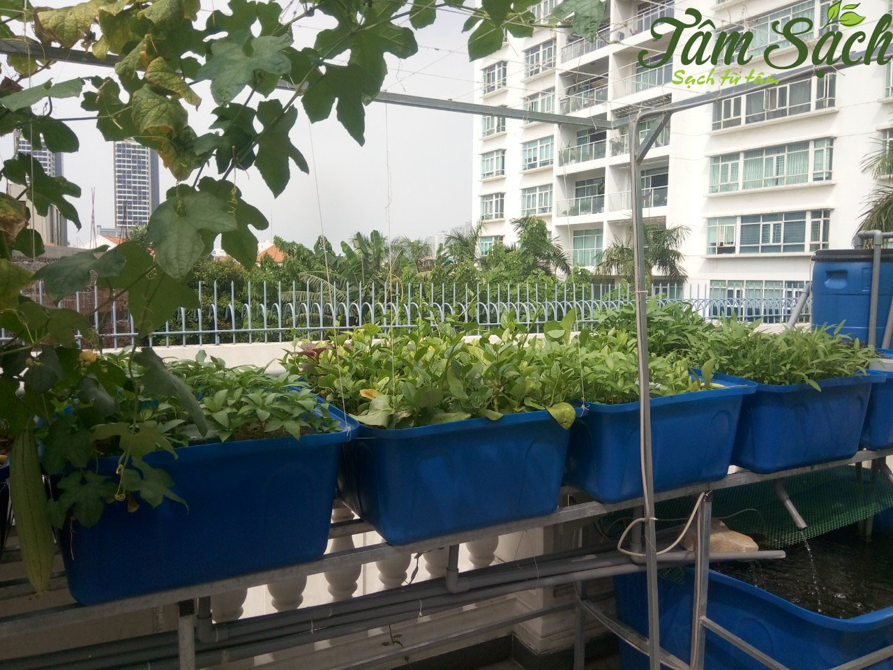 Thiết kế thi công vườn rau