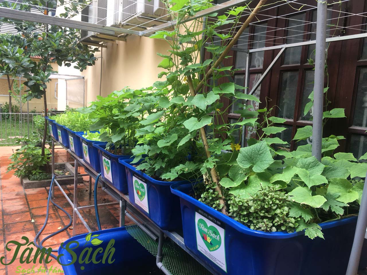 Thiết kế vườn rau gia đình