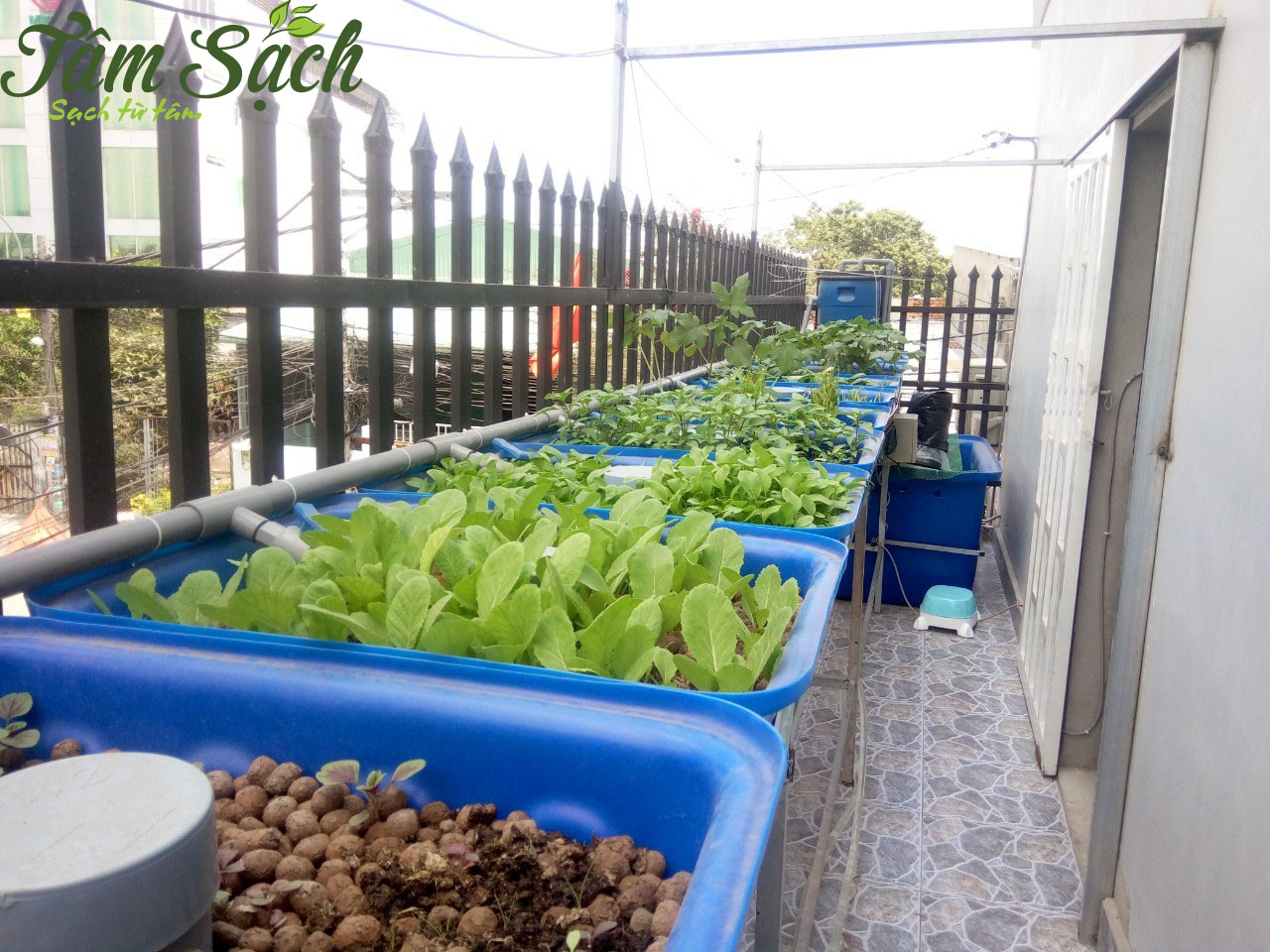 Thiết kế vườn rau trên ban công