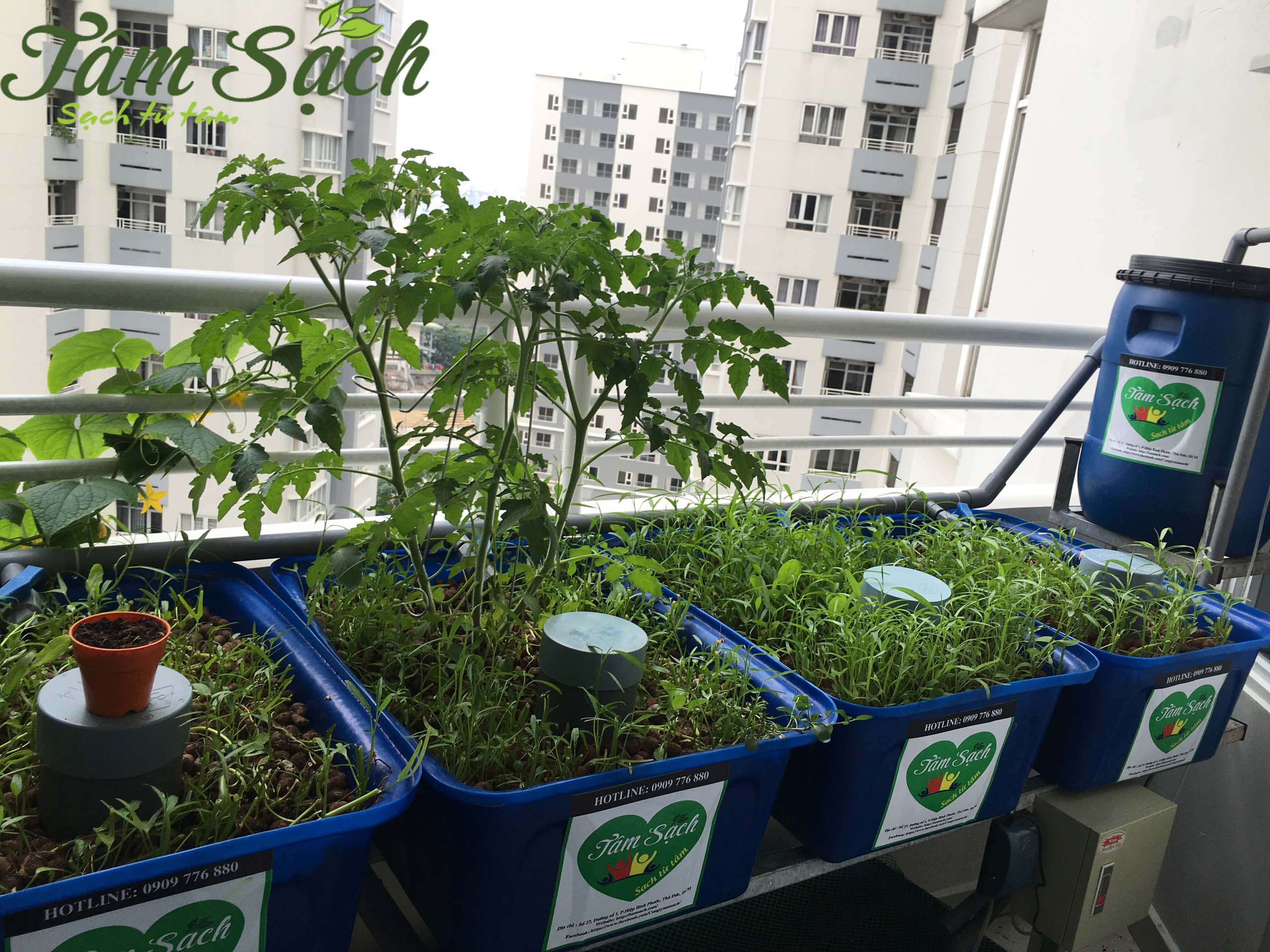 Thiết kế vườn rau trên ban công