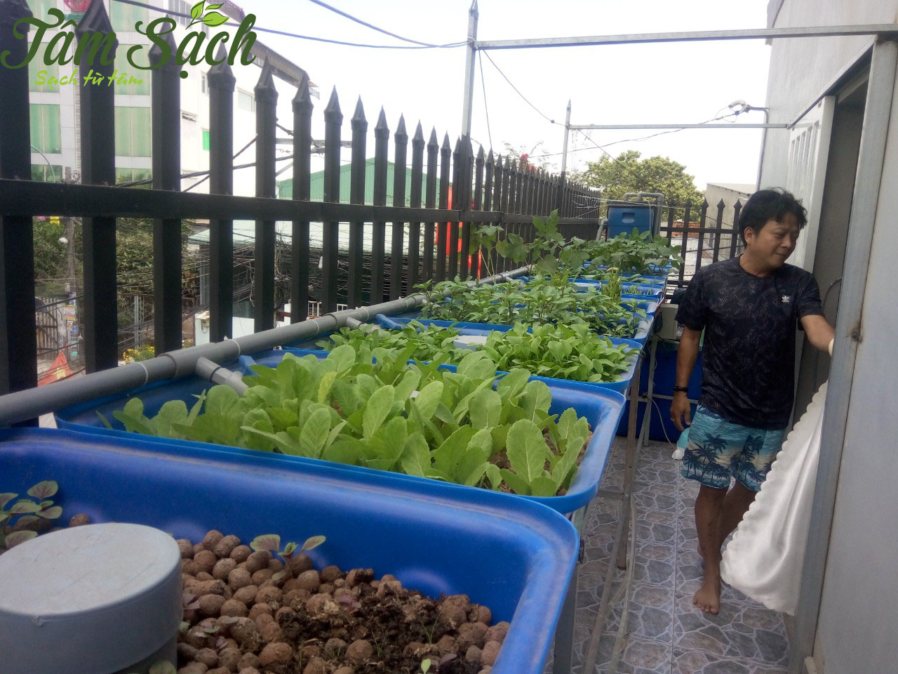 Thiết kế vườn rau trên ban công