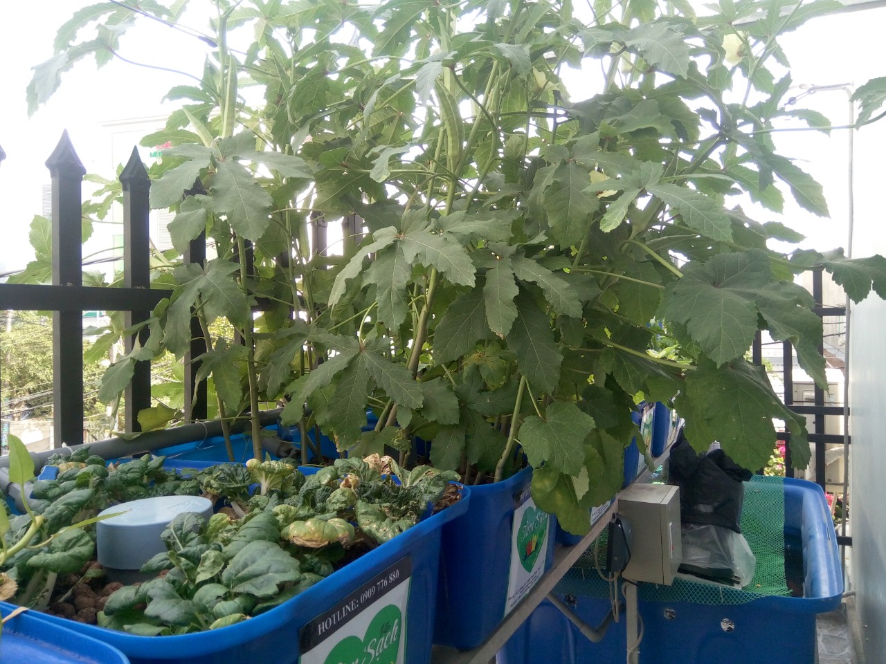 Thiết kế vườn rau trên ban công