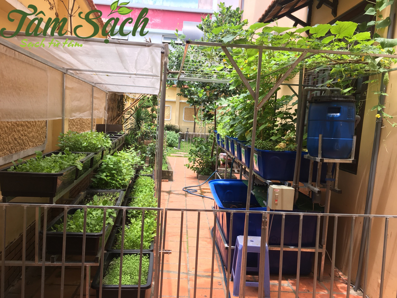 Thiết kế vườn trồng rau tại nhà