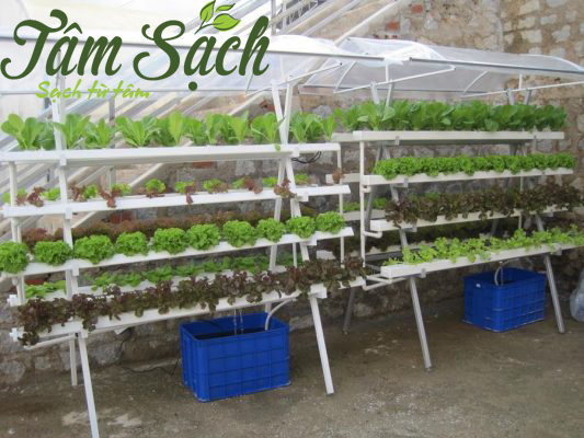 trồng rau sạch bằng phương pháp thủy canh
