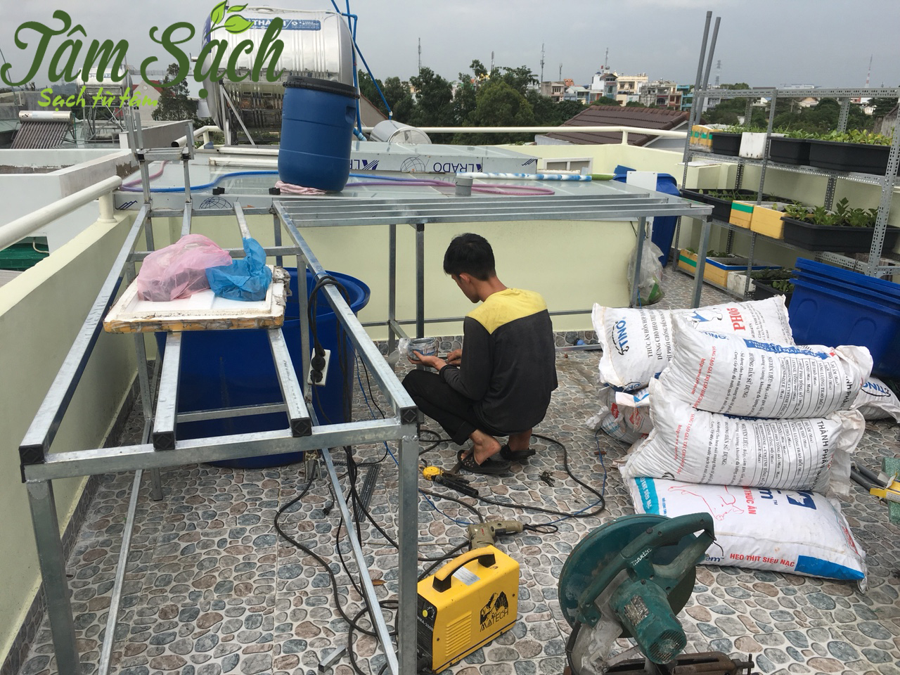 Trồng rau hữu cơ tại nhà