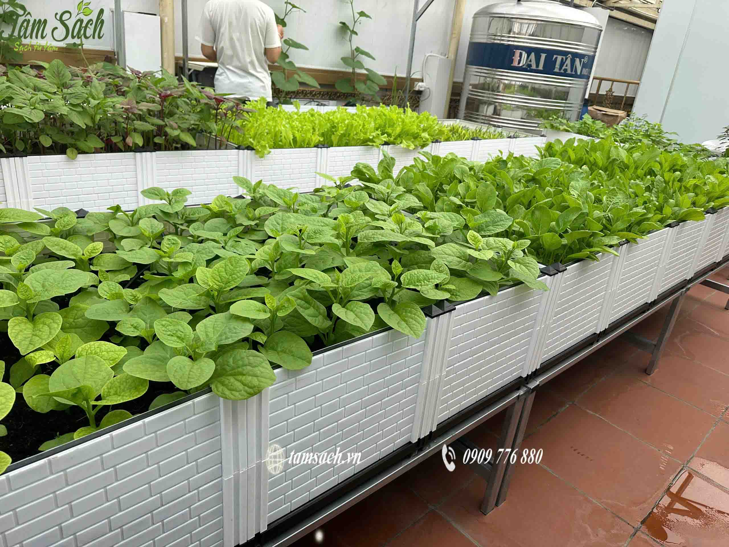 Trồng rau hữu cơ tại nhà