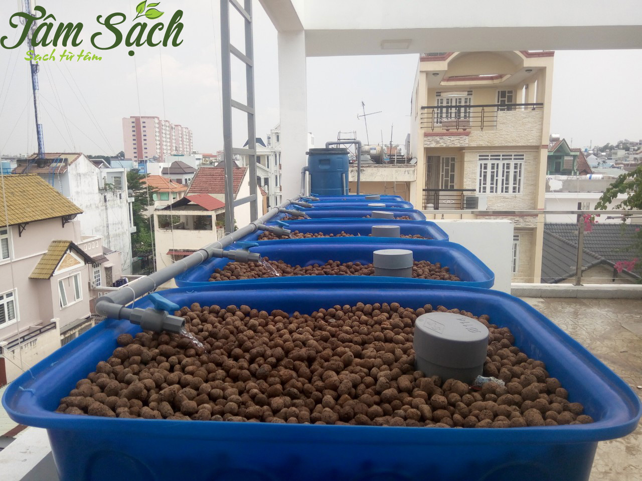 Trồng rau nuôi cá trên sân thượng