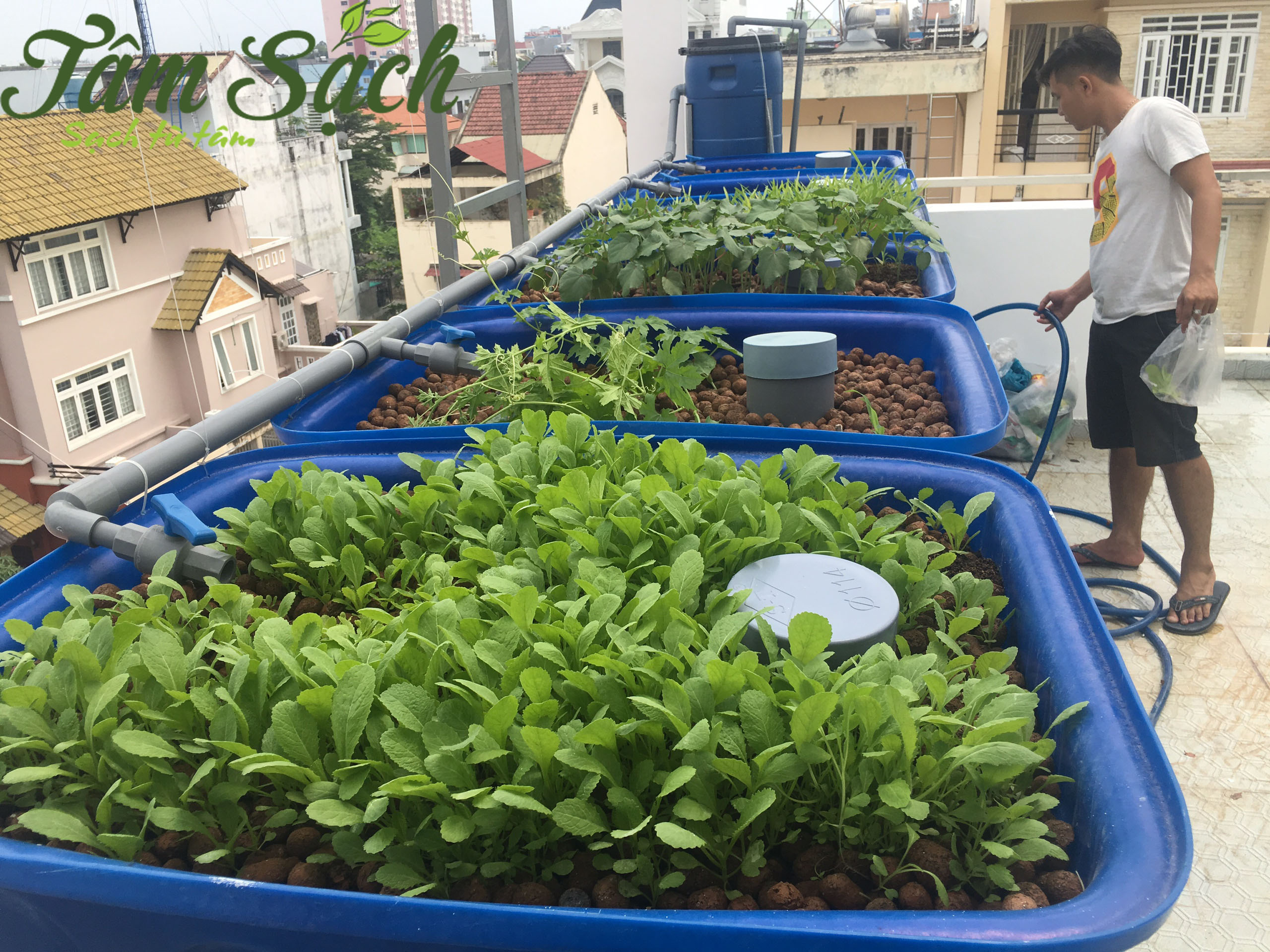 Trồng rau nuôi cá trên sân thượng