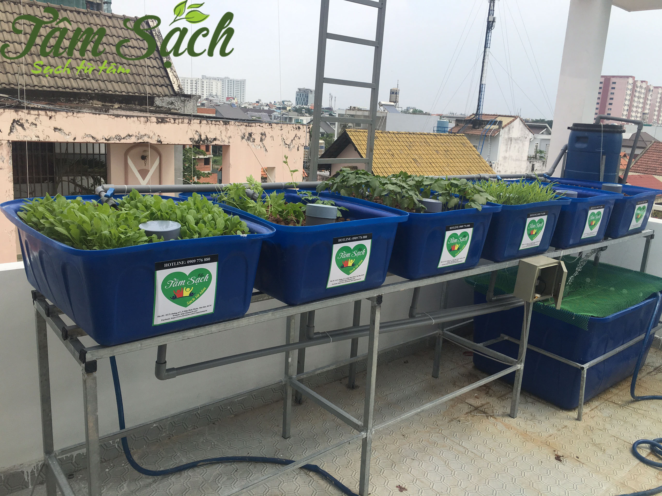 Trồng rau nuôi cá trên sân thượng