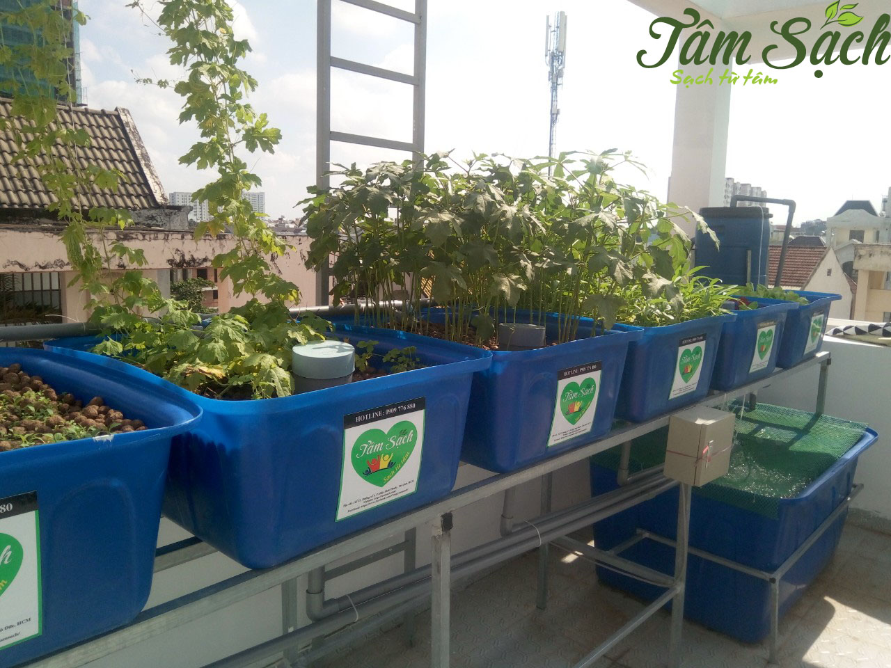 Trông rau nuôi cá trên sân thượng