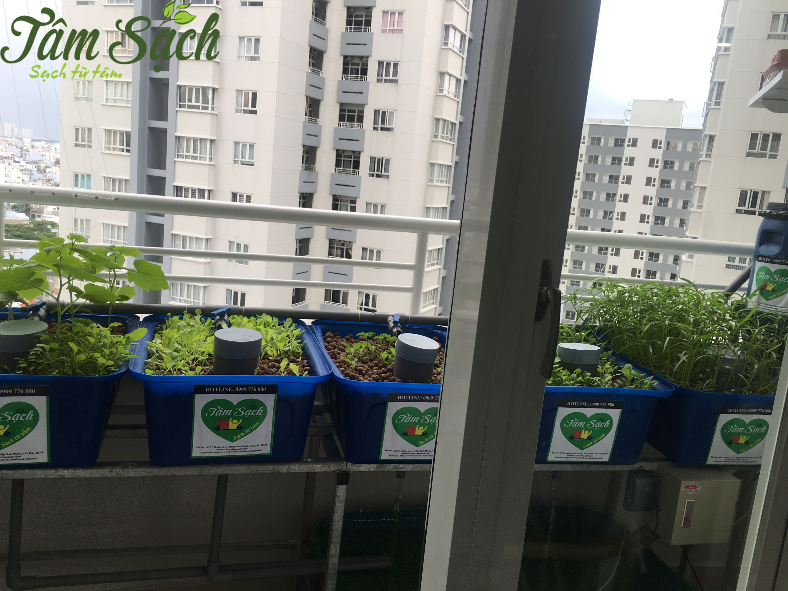 Trồng rau sạch ban công