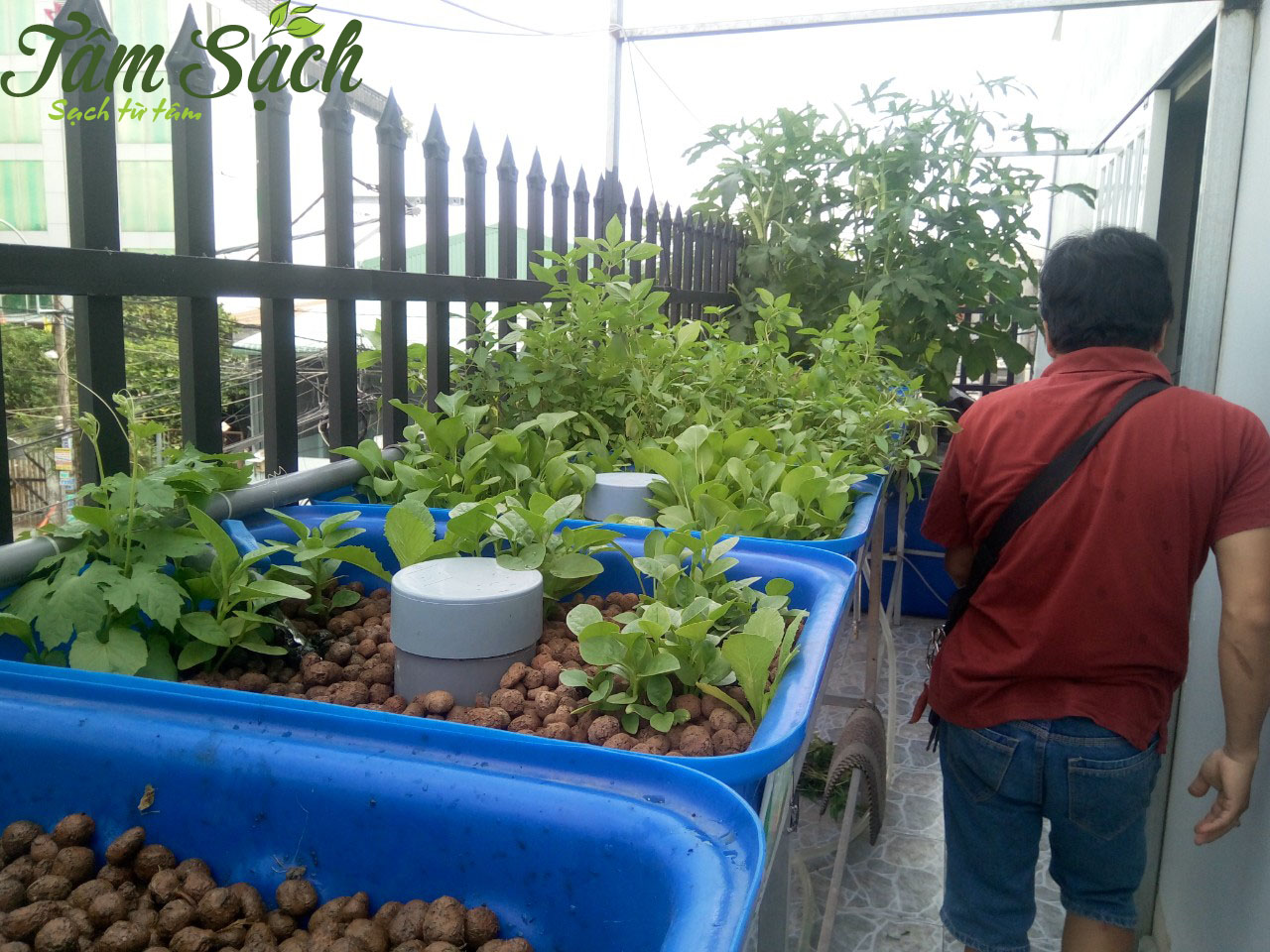 Trồng rau sạch ban công